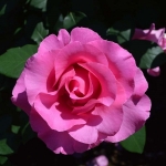 The Mc.Cartney Rose (Зэ Маккартни Роуз)